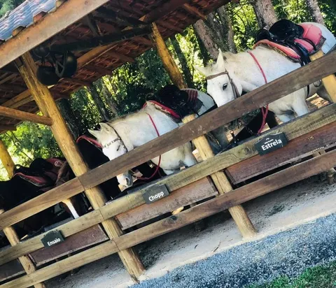 Cavalos selados na baia coberta de madeira